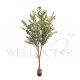 OLIVE PLANT TREE 1.8M [FAKE]