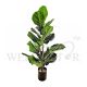 FICUS LYRATA PLANT 0.8M [FAKE]