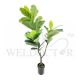 FICUS PLANT TREE [FAKE]