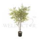 JAPANESE BAMBOO PLANT [FAKE]
